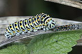 Old World Swallowtail (Papilio machaon) Caterpillar eating its moult, France