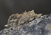 Pale Prominent (Pterostoma palpinum) Mimetic imago at daytime rest on a piece of wood, Côtes-d'Armor, Brittany, France