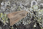 True armyworm moth (Mythimna unipuncta) on lichen, Autumn migratory species, Côtes-d'Armor, Bretagne, France