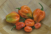 Habanero chili (Capsicum chinense), One of the strongest peppers in the world Malagasy variety Tsilanydimylahy