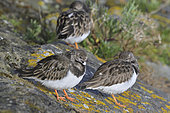 Ruddy Turnstone (Arenaria interpres) Group of individuals in the early stages of moulting to breeding plumage on a breakwater used as a resting place at high tide, Côtes-d'Armor, Bretagne, France