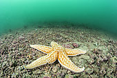 Sea star, on a maerl bottom, off the Ile de Ré, Charentes-Maritimes, Nouvelle Aquitaine region, France