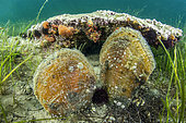 2 Pen shelsl (Pinna nobilis) surviving in the Thau Lagoon (summer 2021). Species classified as critically endangered following the epizootic (linked to a Haplosporidium parasite) which has affected the entire Mediterranean region since 2016.