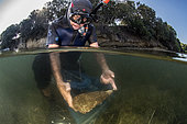 Researcher from the Paul Ricard Oceanographic Institute holding a large mother-of-pearl (Pinna nobilis), found deplanted, in the pond of Diana (Corsica). The mother-of-pearl is then replanted over a third of its height, as it does naturally.