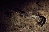 African civet (Civettictis civetta) at night, South Luangwa National Park, Zambia