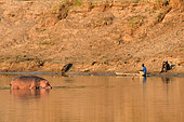 Fishermen watching a Hippopotamus (Hippopotamus amphibius) on the banks of the Luangwa River, South Luangwa National Park, Zambia