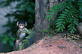 Young baboon (Papio sp), South Luangwa National Park, Zambia