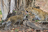 Leopard (Panthera pardus), mother-calf reunion, South Luangwa National Park, Zambia