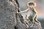Young baboon (Papio sp), South Luangwa National Park, Zambia
