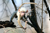 Young albino baboon (Papio sp) on a branch, South Luangwa National Park, Zambia