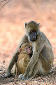 Baboon (Papio sp) female and young, South Luangwa National Park, Zambia