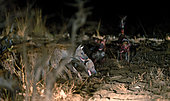 Wild Dogs (Lycaon pictus) attacking Spotted Hyenas (Crocuta crocuta), South Luangwa National Park, Zambia