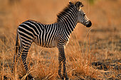 Portrait of Burchell's or Plains Zebra (Equus burchellii), South Luangwa National Park, Zambia