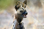 African wild dog (Lycaon pictus) showing teeth, South Luangwa National Park, Zambia