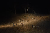 Pack of wild dogs (Lycaon pictus) hunting at night, South Luangwa National Park, Zambia