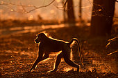 Baboon (Papio sp) male at dawn, South Luangwa National Park, Zambia