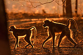 Baboon (Papio sp) pair at dawn, South Luangwa National Park, Zambia