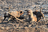Wild Dog (Lycaon pictus) attacking a Spotted Hyena (Crocuta crocuta), South Luangwa National Park, Zambia