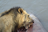 Male lion (Panthera leo) eating a hippo in the water, South Luangwa National Park, Zambia