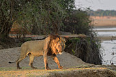Male lion (Panthera Leo) on the banks of the Luangwa River, South Luangwa National Park, Zambia