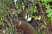 6-month-old leopard cub (Panthera pardus). South Luangwa National Park, Zambia