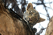 Young Leopard (Panthera pardus) in a tree, watching the photographer. South Luangwa National Park, Zambia