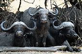 African buffalo (Syncerus caffer) in the shade, South Luangwa National Park, Zambia