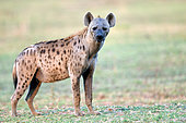 Speckled hyena (Crocuta crocuta) in the savannah, South Luangwa National Park, Zambia