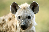 Portrait of Speckled hyena (Crocuta crocuta), South Luangwa National Park, Zambia