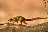 Smith's bush squirrel (Paraxerus cepapi) on a branch, South Luangwa National Park, Zambia