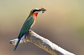 White-fronted Bee-eater (Merops bullockoides) with a butterfly in its beak, South Luangwa National Park, Zambia