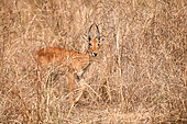 Puku (Kobus vardonii) in tall grass, South Luangwa National Park, Zambia