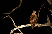 Tawny Eagle (Aquila rapax)on a branch at night, South Luangwa National Park, Zambia