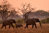 African elephant (Loxodonta africana) at sunrise. South Luangwa National Park, Zambia