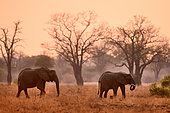 African elephant (Loxodonta africana) at sunrise. South Luangwa National Park, Zambia