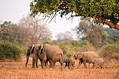 African Elephant family in the savannah (Loxodonta africana), South Luangwa National Park, Zambia