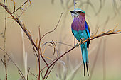 Lilac-breasted Roller (Coracias caudata) on a branch, South Luangwa National Park, Zambia