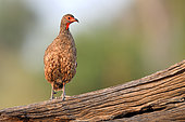 Red-billed Francolin (Francolinus adspersus) on a branch, South Luangwa National Park, Zambia