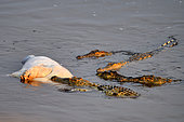 Nile crocodiles (Crocodylus niloticus) converging on a hippo dying of heat, South Luangwa National Park, Zambia