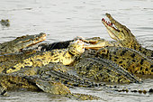Nile crocodiles (Crocodylus niloticus) eating a hippo, South Luangwa National Park, Zambia