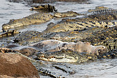 Nile crocodiles (Crocodylus niloticus) eating a hippo, South Luangwa National Park, Zambia