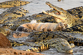 Nile crocodiles (Crocodylus niloticus) eating a hippo, South Luangwa National Park, Zambia