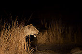 Lioness ( Panthera leo ) hunting at night, South Luangwa National Park, Zambia