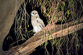 Verreaux's Eagle-Owl (Bubo lacteus) juvenile on a branch, South Luangwa National Park, Zambia
