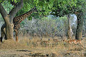Thornicroft's giraffe (Giraffa camelopardalis thornicrofti) with Impalas, South Luangwa National Park, Zambia