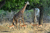Thornicroft's giraffe (Giraffa camelopardalis thornicrofti) with Impalas, South Luangwa National Park, Zambia