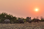 African elephant family (Loxodonta africana) at sunrise. South Luangwa National Park, Zambia