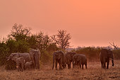 African elephant family (Loxodonta africana) at sunrise. South Luangwa National Park, Zambia
