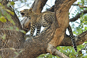 Young leopard (Panthera pardus) exploring a tree. South Luangwa National Park, Zambia