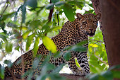 Portrait of OOlimba, a female leopard (Panthera pardus). South Luangwa National Park, Zambia